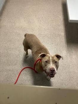Izzy -  Pit Bull Terrier Dog for Adoption in Troy, Ohio - Izzy | PetCurious