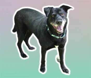 Labrador Retriever and Mixed Breed Dogs Available for Adoption in Sarasota, Florida - WENDELL | PetCurious