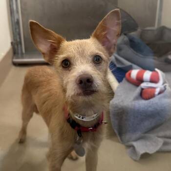 Choux -  Terrier Dog for Adoption in Walnut Creek, California - Choux | PetCurious