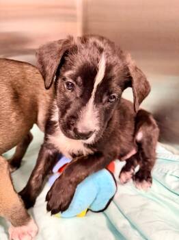 Rescue Terrier and Mixed Breed Dogs for Adoption in Cape Coral, Florida - Split Pea | PetCurious