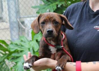 Chihuahua and Mixed Breed Dogs Available for Adoption in Brunswick, Georgia - Pecktunia | PetCurious