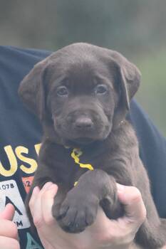 Godiva -  Chocolate Labrador Retriever Dog for Sale in Webster, Florida - Godiva | PetCurious