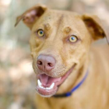 Tucker -  Mixed Breed Dog for Adoption in Umatilla, Florida - Tucker | PetCurious
