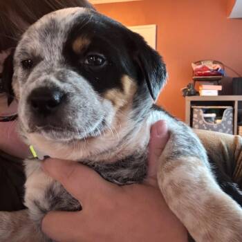 Rescue Australian Cattle Dog Blue Heeler and Border Collie Dogs for Adoption in Kansas City, Missouri - Hollywood | PetCurious