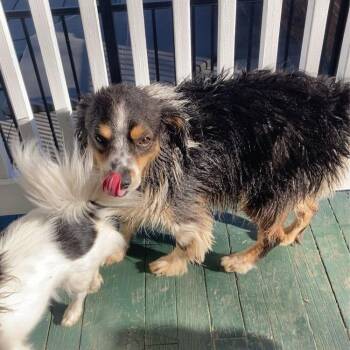 Currie -  Australian Shepherd Dog for Adoption in Lynchburg, Virginia - Currie | PetCurious