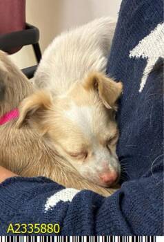 SPRITE -  Mixed Breed Dog for Adoption in West Palm Beach, Florida - SPRITE | PetCurious