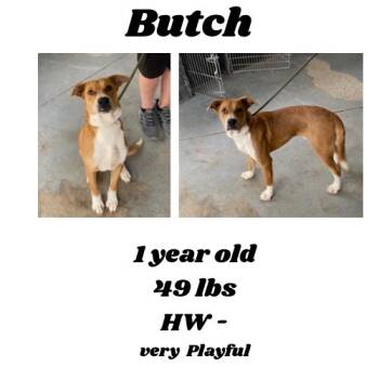 Rescue Mixed Breed Dogs for Adoption in Albany, Georgia - Butch | PetCurious