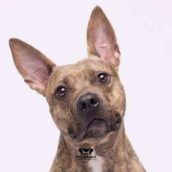 Tia (Mia) -  Terrier Dog for Adoption in Tampa, Florida - Tia (Mia) | PetCurious