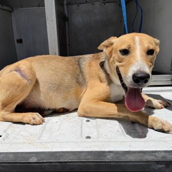 Kiana -  Shepherd and Yellow Labrador Retriever Dog for Adoption in Edinburg, Texas - Kiana | PetCurious