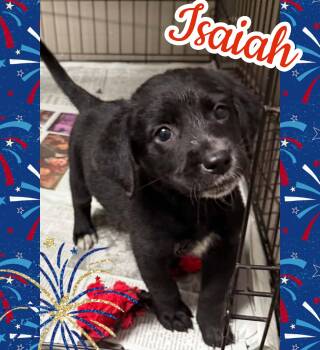 Isaiah -  Hound Dog for Adoption in Ringwood, New Jersey - Isaiah | PetCurious
