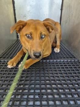 Shepherd Dogs Available for Adoption in Lawrenceville, Georgia - Ic-11 | PetCurious