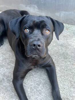 Xander -  Boxer and Labrador Retriever Dog for Adoption in Chicago, Illinois - Xander | PetCurious