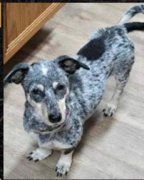 Talaya OR14126-Thw -  Dachshund and Chihuahua Dog for Adoption in Missouri City, Texas - Talaya OR14126-Thw | PetCurious