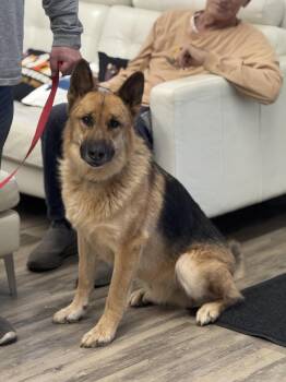 Scotch -  German Shepherd Dog Dog for Adoption in Sonora, California - Scotch | PetCurious