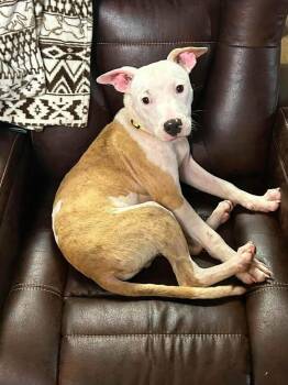 Dobbie -  Mixed Breed Dog for Adoption in Huntsville, Alabama - Dobbie | PetCurious