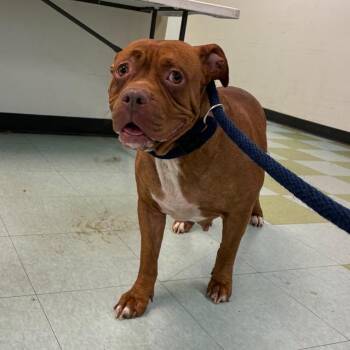 Cabella -  Mixed Breed Dog for Adoption in Philadelphia, Pennsylvania - Cabella | PetCurious