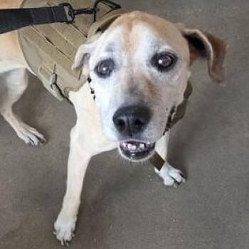 Mixed Breed Dogs Available for Adoption in Fernandina Beach, Florida - BELLA | PetCurious