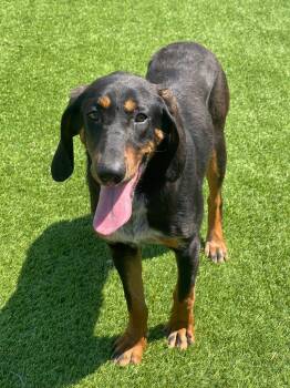 Black And Tan Coonhound Dogs Available for Adoption in Frankfort, Kentucky - Sherry | PetCurious