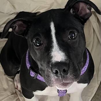 Pit Bull Terrier Dogs Available for Adoption in Baltimore, Maryland - Bananabelle | PetCurious
