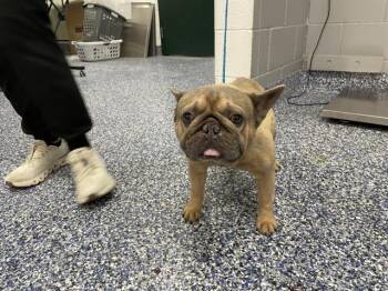 French Bulldog Dogs Available for Adoption in Thousand Palms, California - ROLO | PetCurious