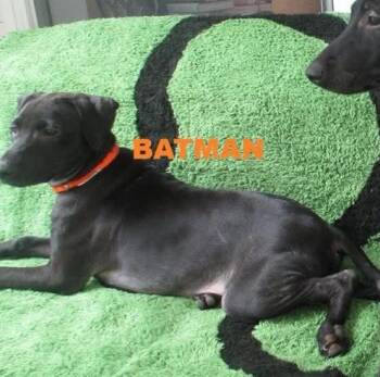 Batman -  Pit Bull Terrier and Miniature Pinscher Dog for Adoption in Rochester, New York - Batman | PetCurious