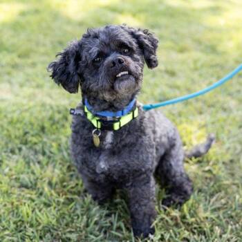 Coco -  Poodle and Schnauzer Dog for Adoption in Oakland, California - Coco | PetCurious