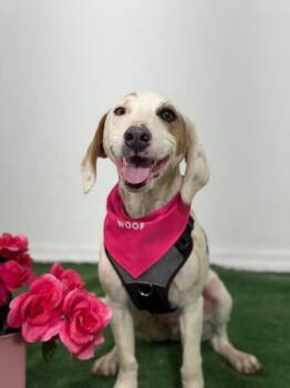 Groucho-One of our Amazing Rescue Dogs -  Beagle and Dachshund Dog for Adoption in Carlsbad, California - Groucho-One Of Our Amazing Rescue Dogs | PetCurious