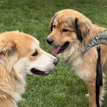 Golden Graham -  Mixed Breed Dog for Adoption in Murray, Utah - Golden Graham | PetCurious