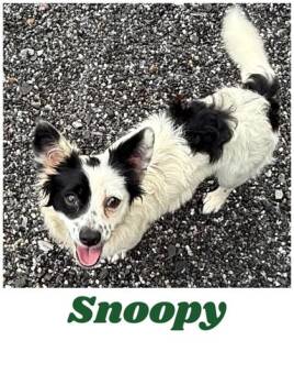 Snoopy -  Chihuahua and Mixed Breed Dog for Adoption in Wilkesboro, North Carolina - Snoopy | PetCurious