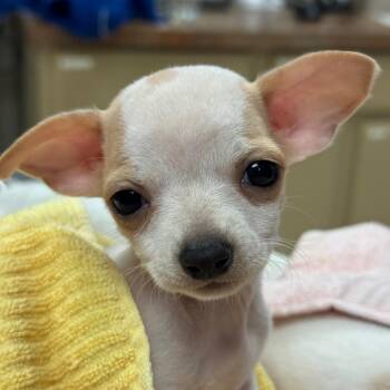 Ladybug -  Chihuahua Dog for Adoption in Goleta, California - Ladybug | PetCurious