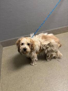 Cocker Spaniel Dogs Available for Adoption in Las Vegas, Nevada - FLUFFY | PetCurious