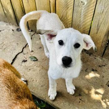 Ari -  Yellow Labrador Retriever and Mixed Breed Dog for Adoption in Brownsboro, Alabama - Ari | PetCurious