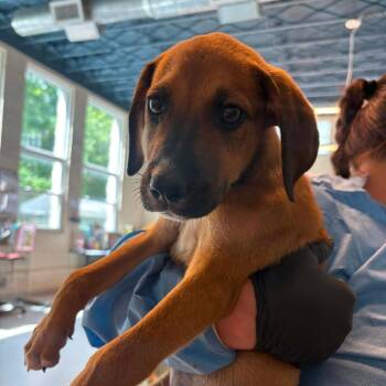 Lewis -  Mixed Breed Dog for Adoption in Huntington, West Virginia - Lewis | PetCurious