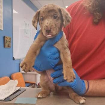 Derrick -  Australian Shepherd Dog for Adoption in Birmingham, Alabama - Derrick | PetCurious