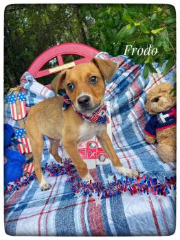Frodo -  Black Mouth Cur Dog for Adoption in Sebring, Florida - Frodo | PetCurious