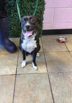 61487868 -  Mixed Breed Dog for Adoption in El Paso, Texas - 61487868 | PetCurious