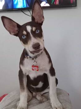 Rescue Rat Terrier Dogs for Adoption in Escondido, California - Kane | PetCurious