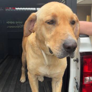 Mixed Breed Dogs Available for Adoption in Gadsden, Alabama - Codex | PetCurious