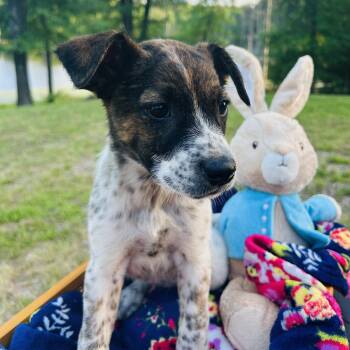 Australian Cattle Dog Blue Heeler Dogs Available for Adoption in Atlanta, Texas - Sally | PetCurious