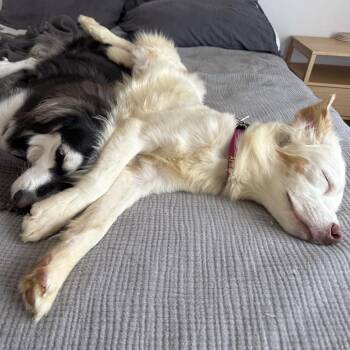 Patty Gonia -  Australian Shepherd Dog for Adoption in Los Angeles, California - Patty Gonia | PetCurious