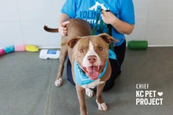 Chief -  Pit Bull Terrier and Mixed Breed Dog for Adoption in Kansas City, Missouri - Chief | PetCurious