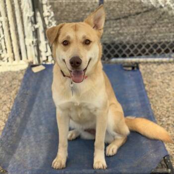 Kinsley -  Labrador Retriever and Shepherd Dog for Adoption in San Diego, California - Kinsley | PetCurious