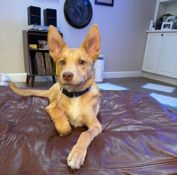 Australian Shepherd Dogs Available for Adoption - Teddy Diabetic * | PetCurious