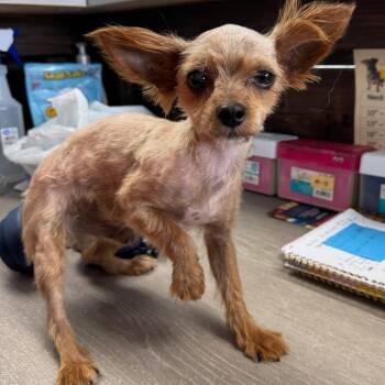 Connor -  Yorkshire Terrier Dog Available for Adoption in Lenexa, Kansas - Connor | PetCurious