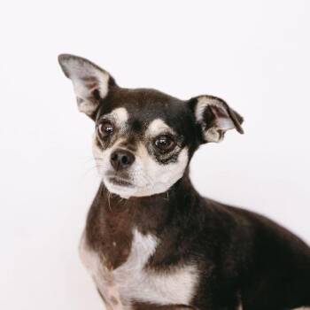Adriana *Arriving 9/12* D12324 -  Chihuahua and Dachshund Dog for Adoption - Adriana *Arriving 9/12* D12324 | PetCurious