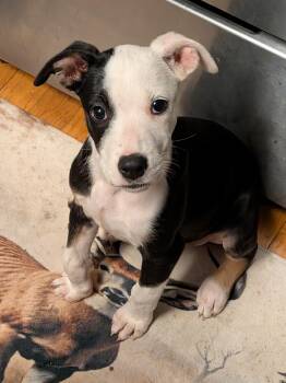 Charlotte -  Pit Bull Terrier Dog for Adoption in Kansas City, Missouri - Charlotte | PetCurious