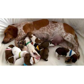 Plum - Costa Mesa Location *Available 8/15* -  Beagle and Basset Hound Dog for Adoption in Chino Hills, California - Plum - Costa Mesa Location *Available 8/15* | PetCurious