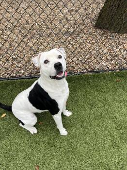 Rescue Labrador Retriever Dogs for Adoption in Hilton Head Island, South Carolina - Henry | PetCurious