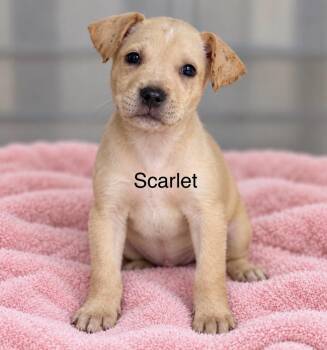 Scarlett -  Retriever Dog for Adoption in Pawleys Island, South Carolina - Scarlett | PetCurious