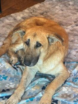 Milo -  Shepherd Dog for Adoption in Heber City, Utah - Milo | PetCurious